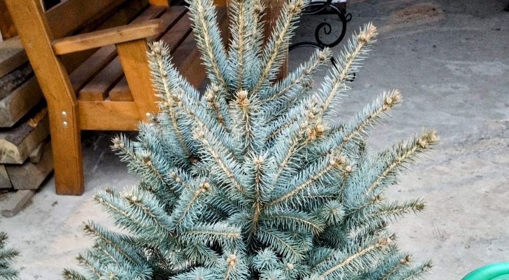 IMG-20250302-WA0050-EDIT